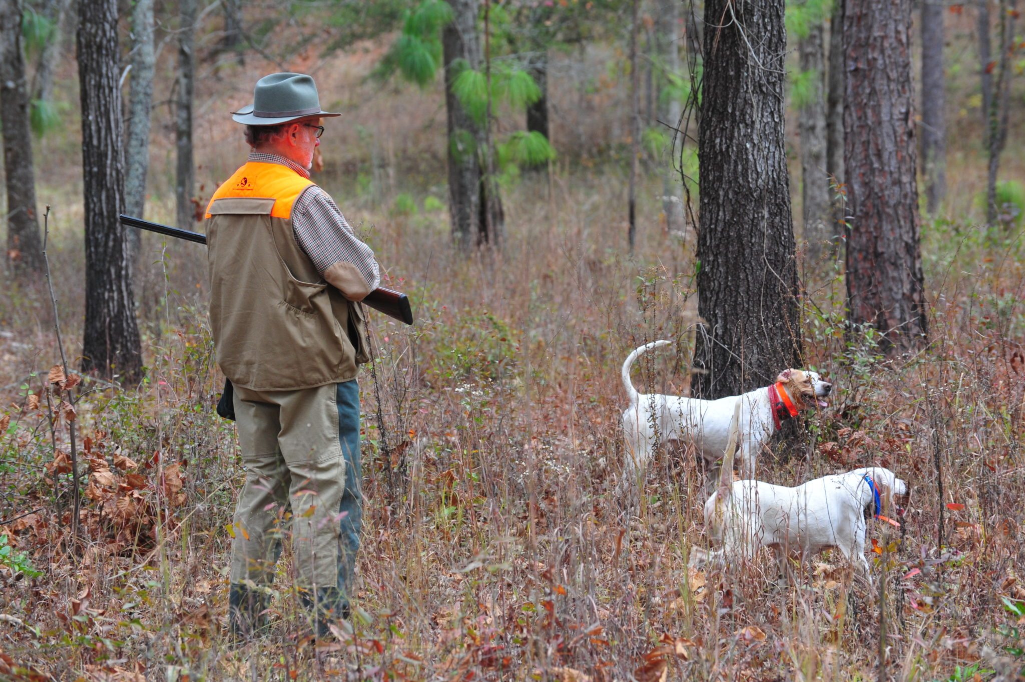 men hunting in woods with dogs
