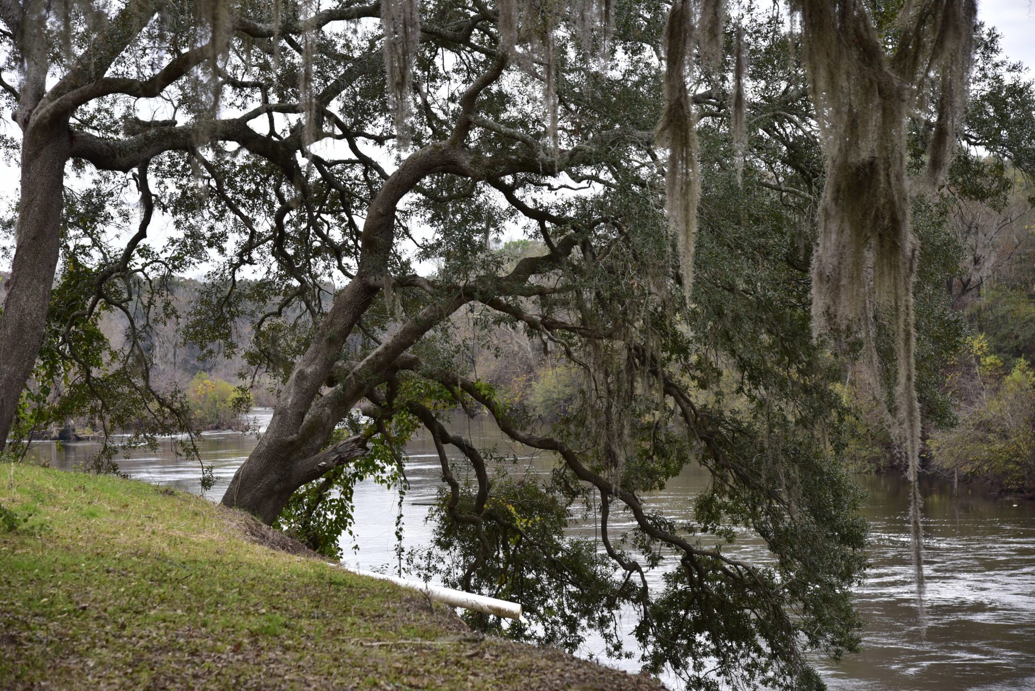 tree along the Flint River with spanish moss in it
