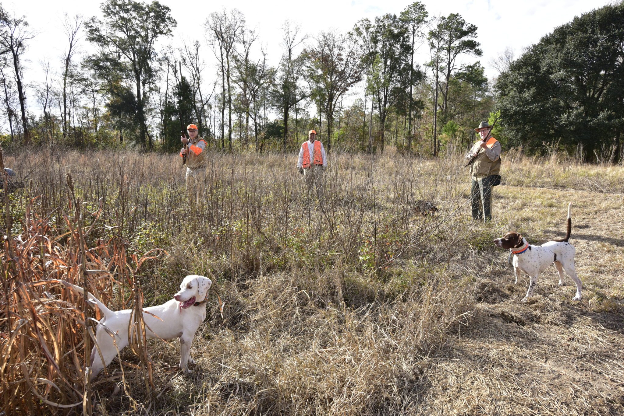 dogs hunting quail