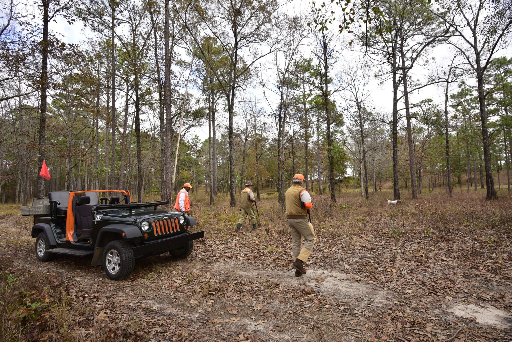 dogs and hunters looking for quail