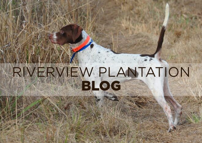 Riverview Plantation Blog