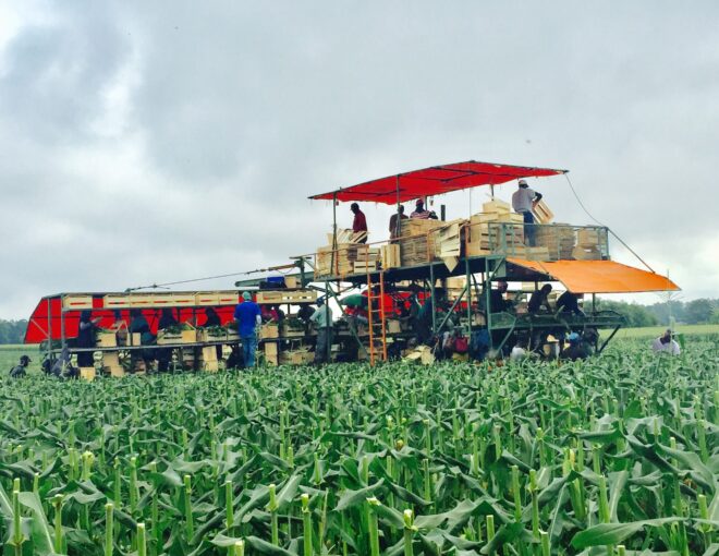 Sweet corn harvest