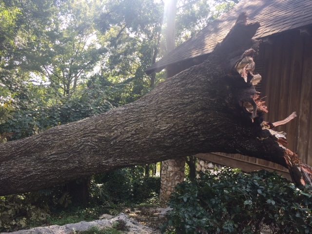 fallen tree