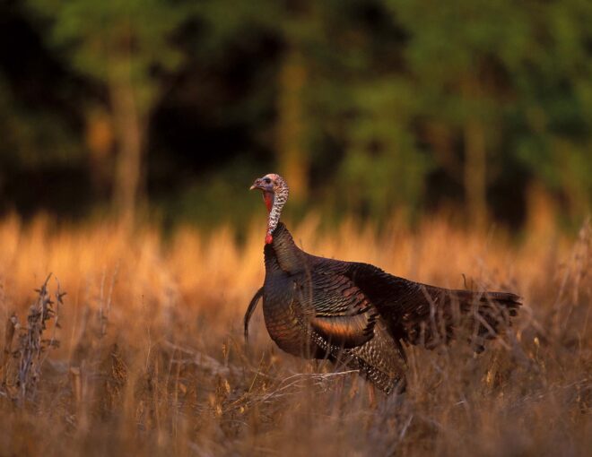 Turkey in field