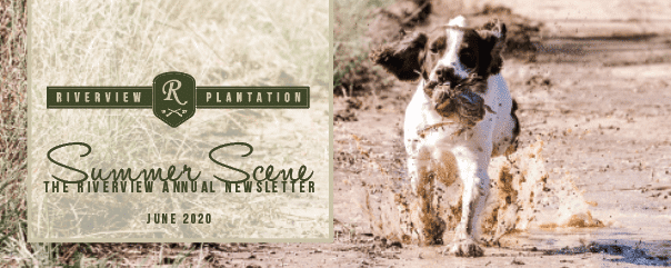 Riverview Plantation Summer Scene The Riverview Annual Newsletter June 2020