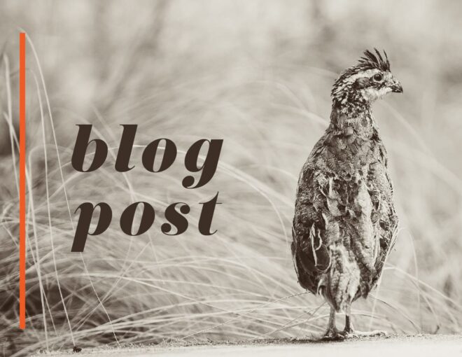 blog post graphic