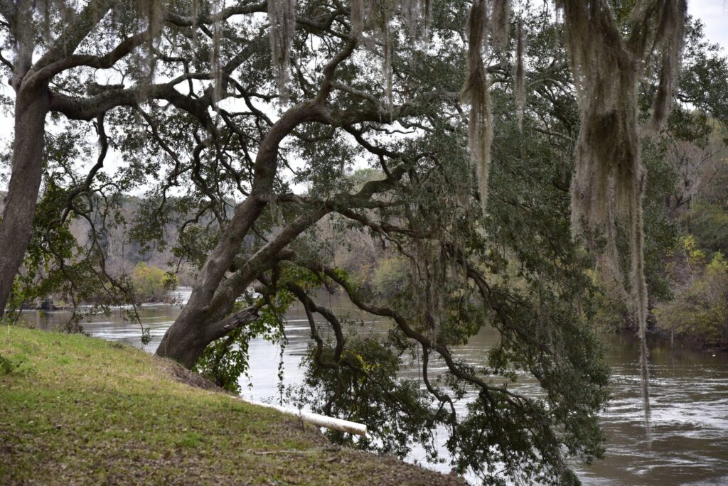 trees with spanish moss along the Flint River