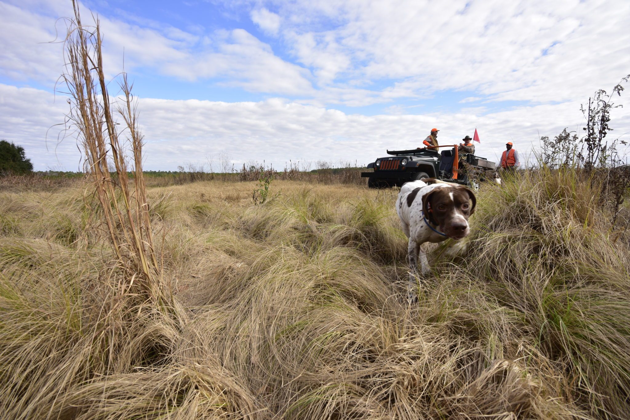 dog hunting with jeep and hunters in the background