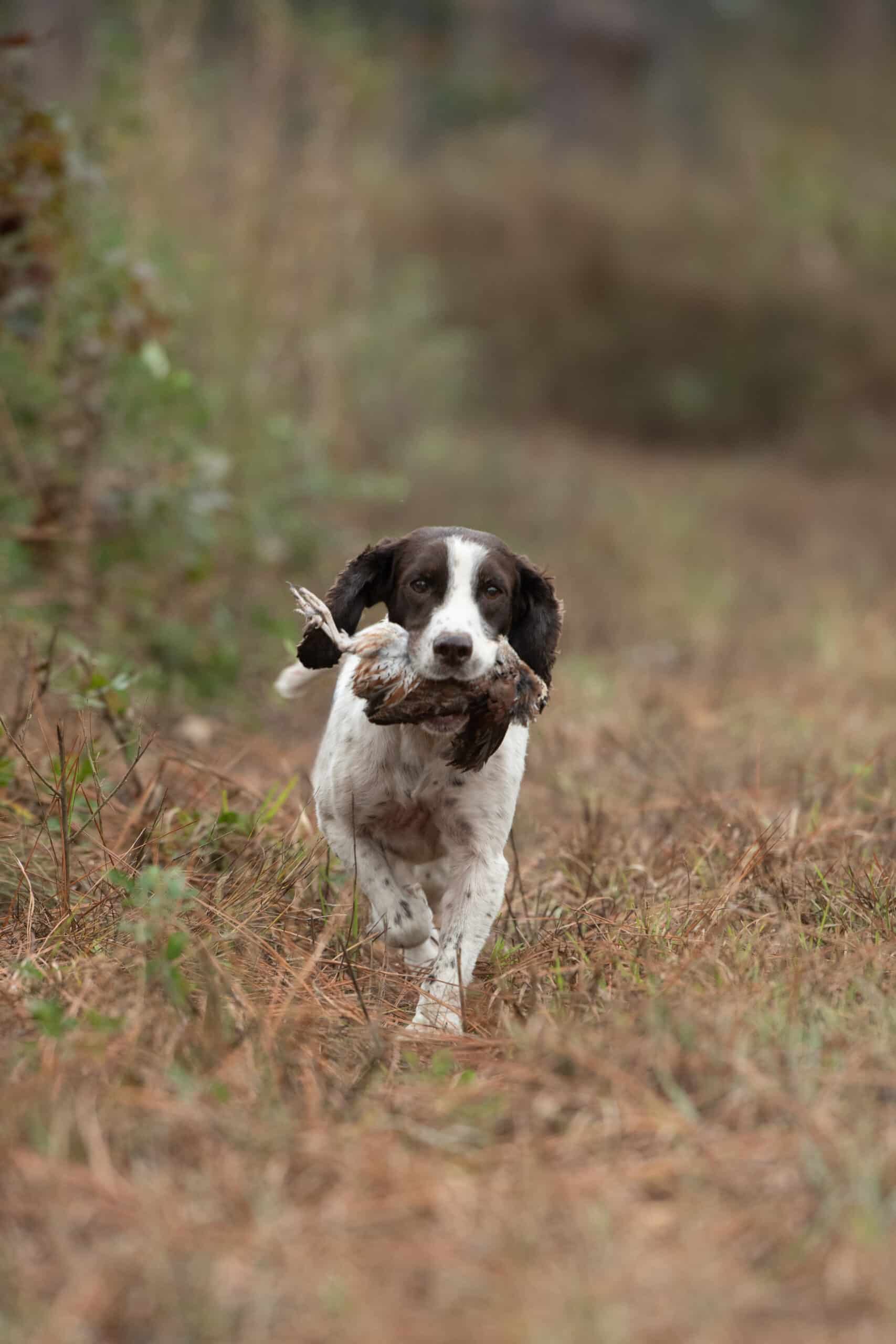 dog returning with retrieving quail