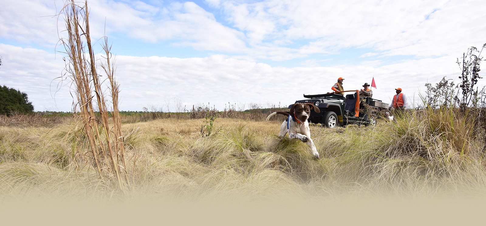 dog hunting with hunters in the background
