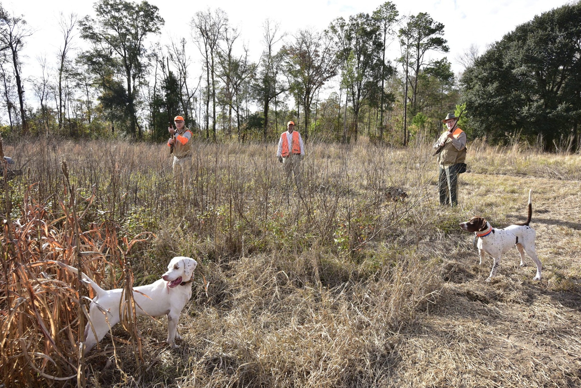 Group of men and a dog quail hunting in the woods