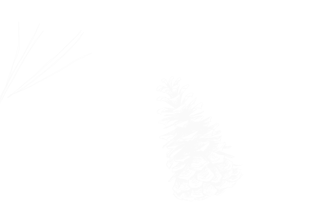 pine cone drawing
