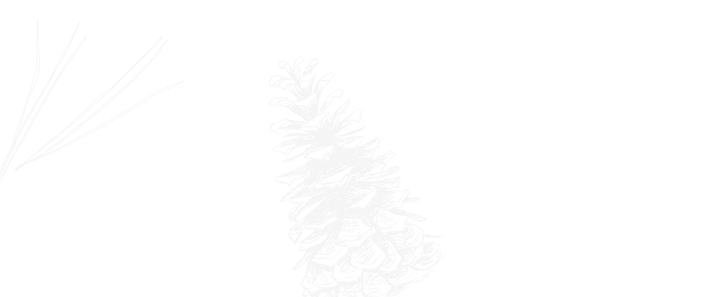 pinecone drawing