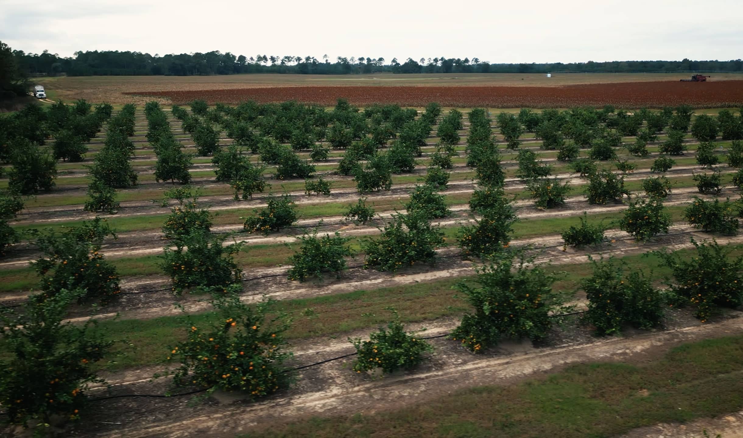citrus orchard at Riverview Plantation