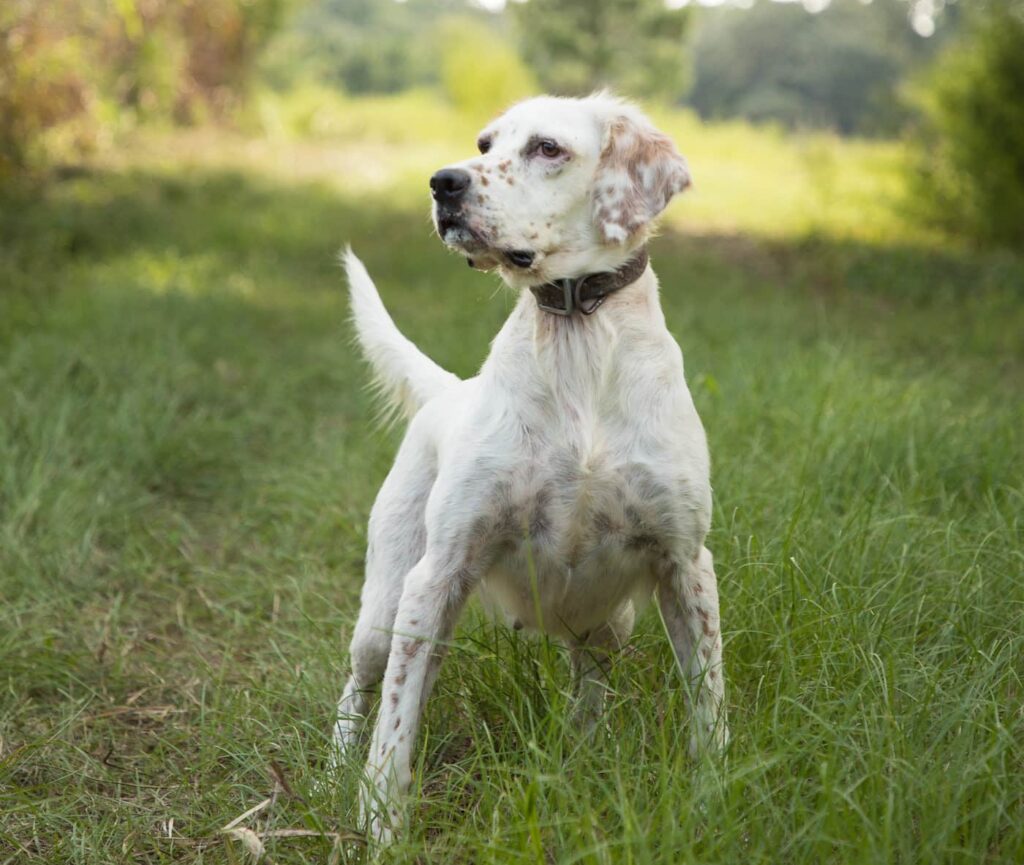 dog pointing