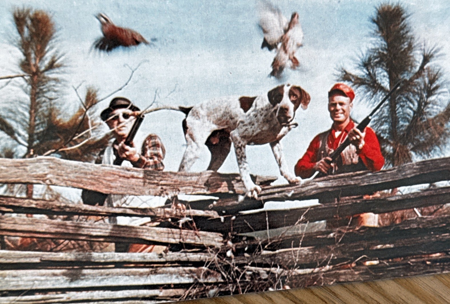 old image of dog pointing at quail with hunters behind