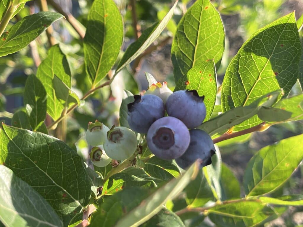 blueberries on the plant